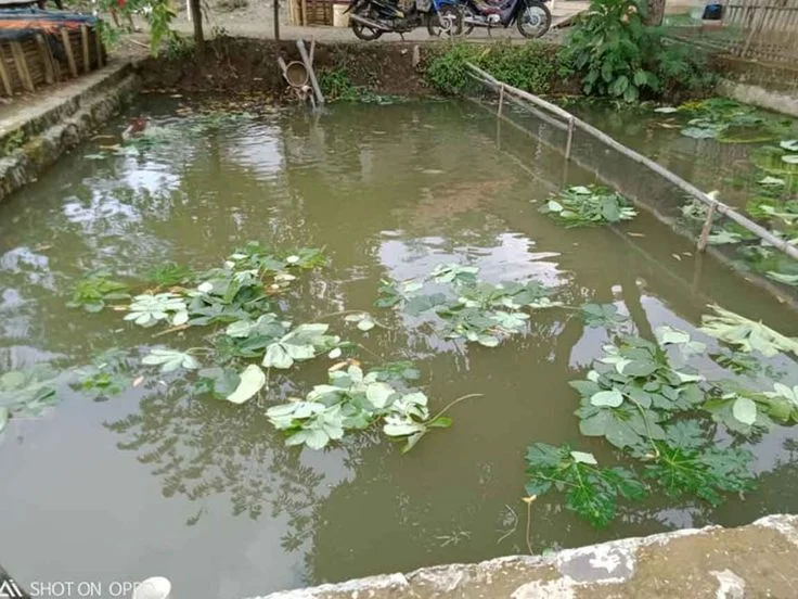 Pembesaran Ikan Gurame